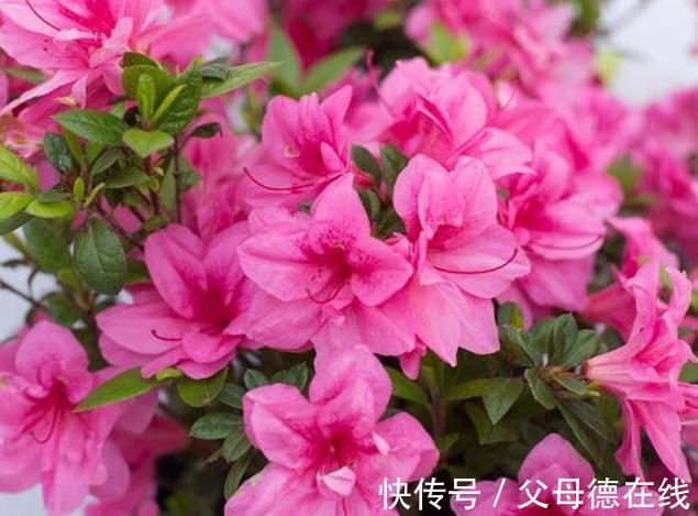 杜鹃花又黄叶了吗，这款杜鹃一年能开100天新手也能轻松养爆盆