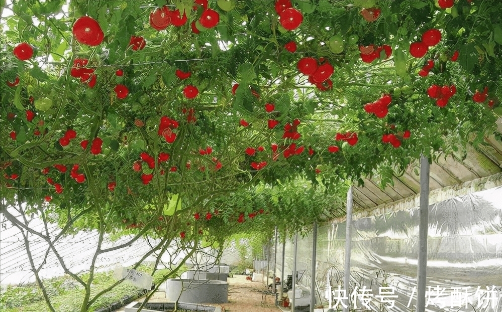 童年沙瓤柿子哪去了,为何柿子比以前难吃?真正的原因并非转基因