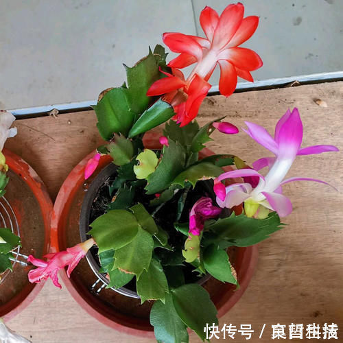 木炭|蟹爪兰烂根了,不用嫁接,盆里放2样东西,10年不烂根