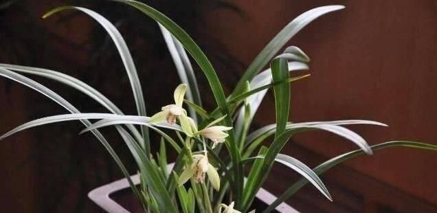 操作方法|花盆里埋点“它”,不烂根,不黄叶,杀菌消毒还透气,根壮花还旺