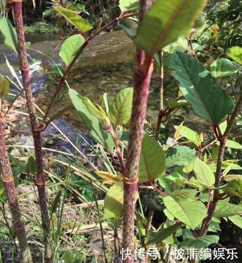 农民|这种野草农民却当杂草除掉,吃过的人终身难忘,如今越来越少了