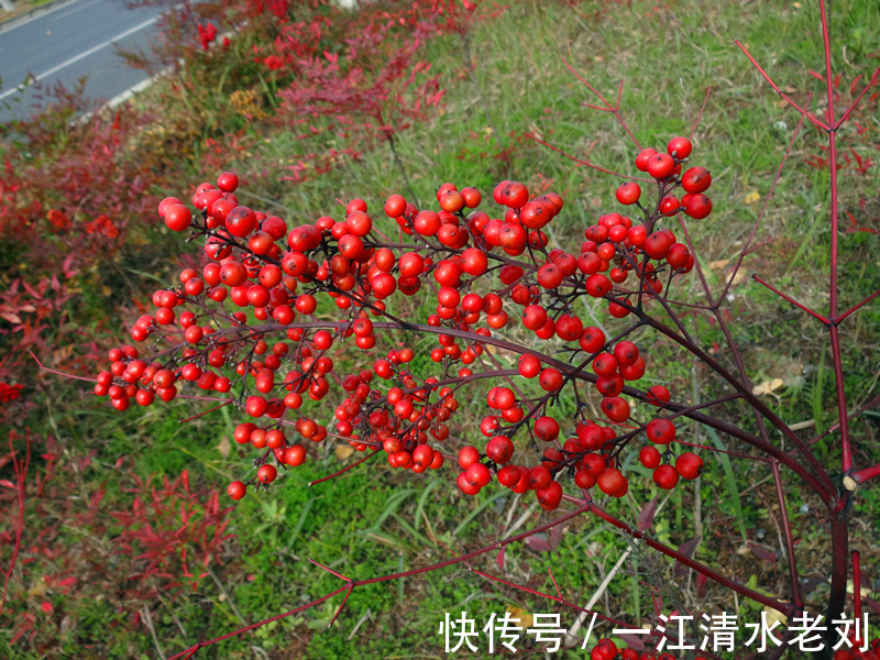 相思$南天竹，北国的相思