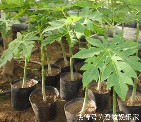 浇水|在家也能种“木瓜”,简单好养结果多,果子挂满树,又大又甜,值