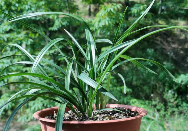 兰苗|如何让僵苗快速成长?倒盆换植料,半个月见成效