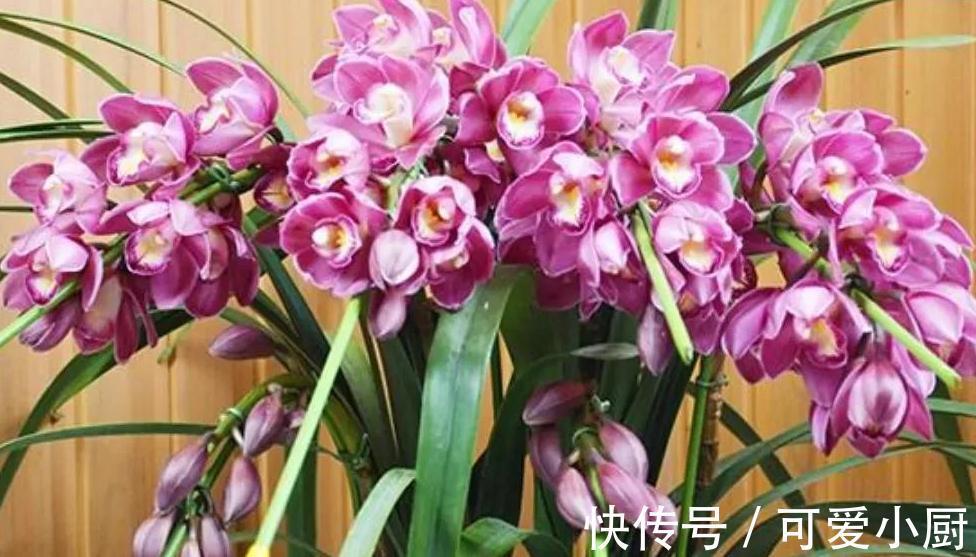 兰花的叶片为什么发黄又干尖,掌握6个方法帮你解决