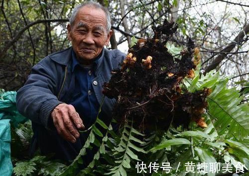 金线莲|农村长在岩石上的“飞天鼠”,号称“骨碎补”,接骨续筋棒棒的