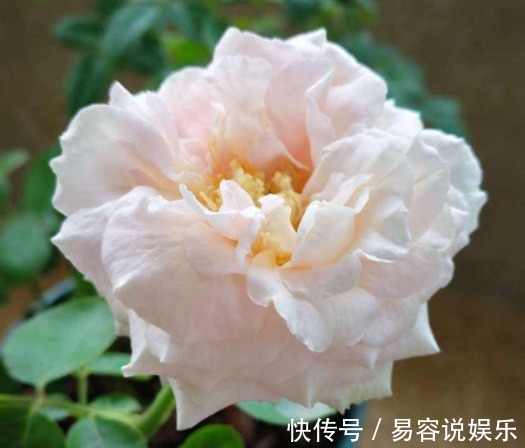 伊芙·|喜欢养花,不如养盆伊芙·,一条藤上千朵花,幽香四溢