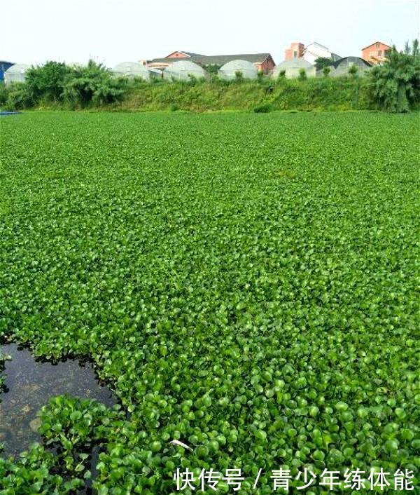 比荷花还漂亮的浮生花,漂到哪就长到哪,生命力太强悍
