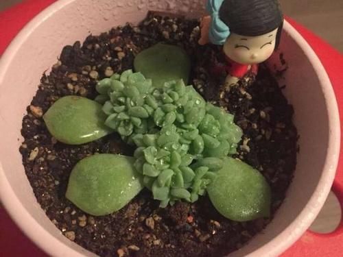 叶插就是对多肉的一种升级,6个品种叶插爱多头,满满都是成就感