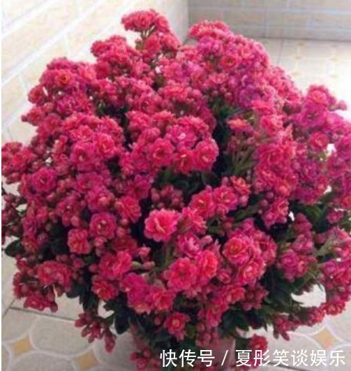 秋天|秋天就养此款植物,好养易打理,花姿妖娆,四季繁花似锦,美