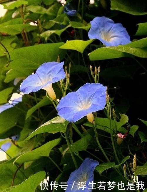 牵牛花|有院子可养“4种”皮实耐热的花,自播能力强,开成一片浪漫花海