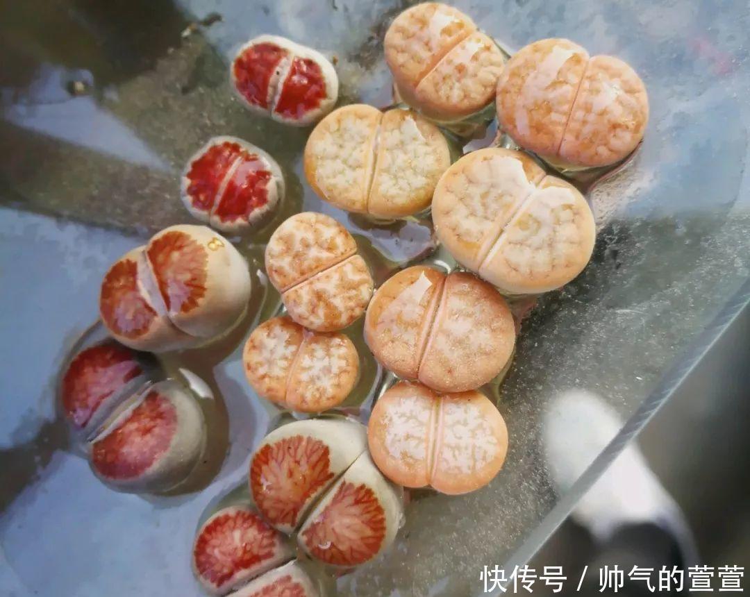 多肉扦插不用土,胶囊板一套,3天就能冒白根!