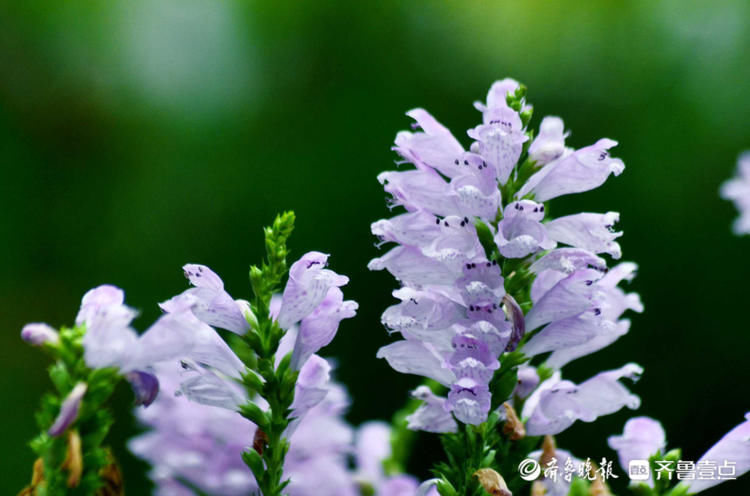 情报站 秋日里的一抹清丽 济南花圃公园的假龙头花 你见过吗 今日热点