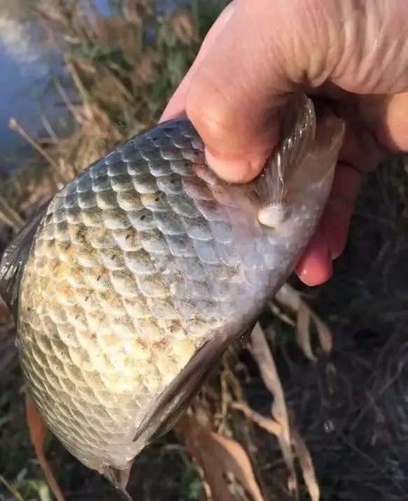 打窝不上鱼,别人却在连竿,基本上是这几个思路错了!