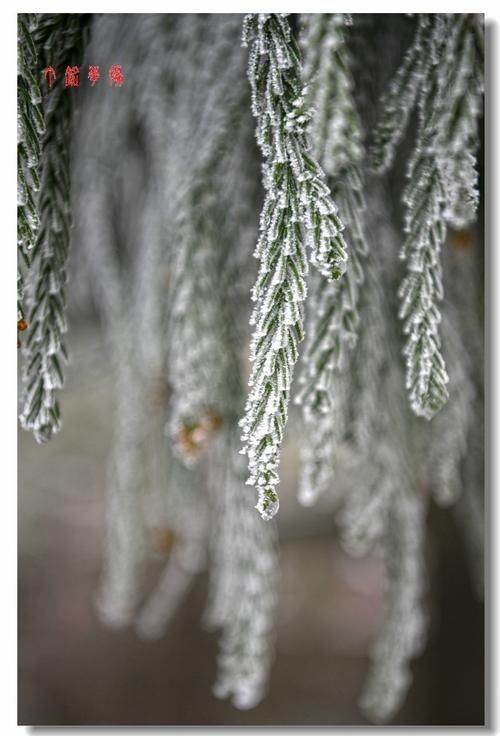 铅山|铅山葛仙山白雪皑皑，犹如冰雪童话世界