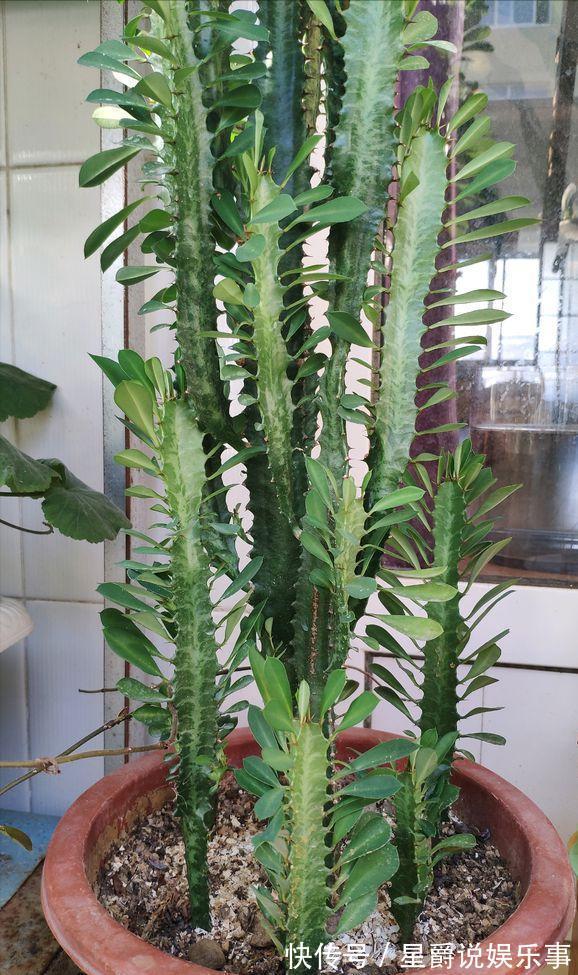 7种大盆栽，冬天正“虚弱”，赶紧断水，多浇一杯水，灌死一大片