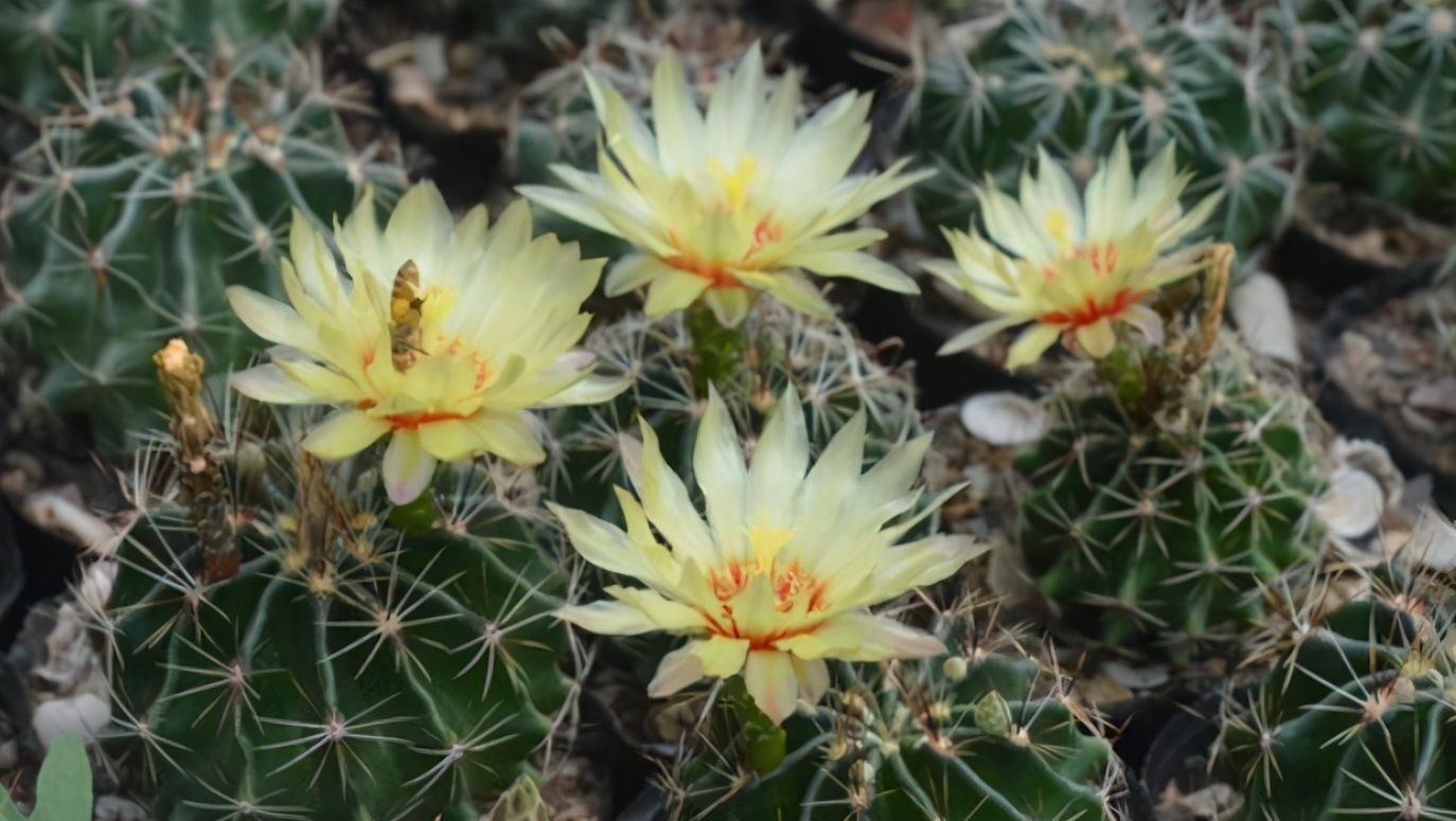 仙人球中有六个品种，它们是“开花劳模”，条件达到可以四季开花