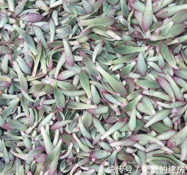 几百个多肉叶片咋扦插?一张纸就插出上百棵多肉