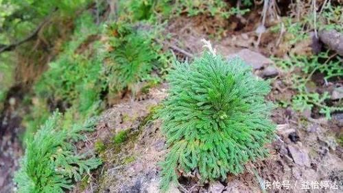 养卷柏无需花钱买幼苗，野外寻些带回家，这样处理制成漂亮盆景