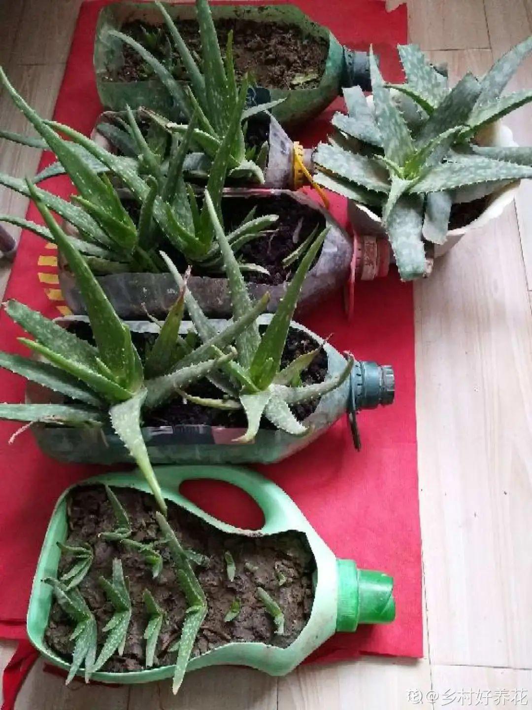 折腾不死的25种花，咋养都爆盆，家里必须养！