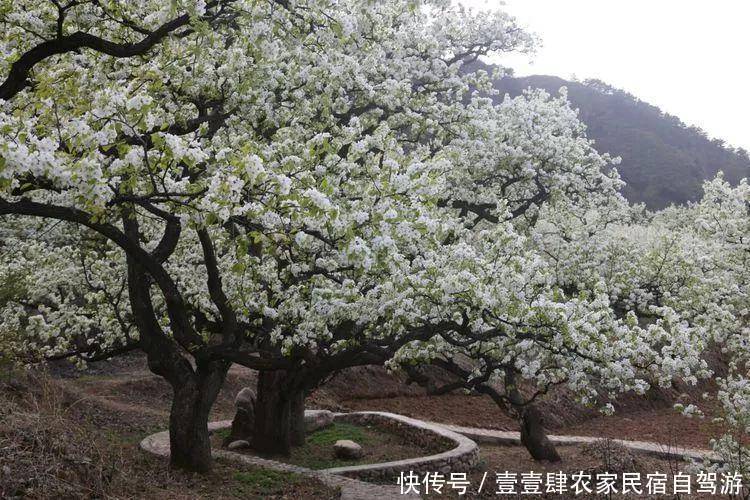 天津蓟县九山顶盛庄民宿，就在吉姆乐园对面，正逢梨花盛开观赏期