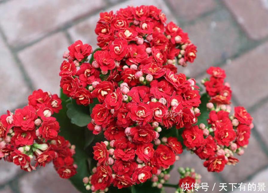 12月底买这5种花最合适,不仅能省钱,而且春节刚好开爆盆!