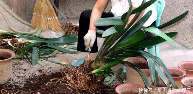 君子兰|君子兰春天“要喂饱”,吃饱喝足练练苗,一年长出6片“肥叶子”