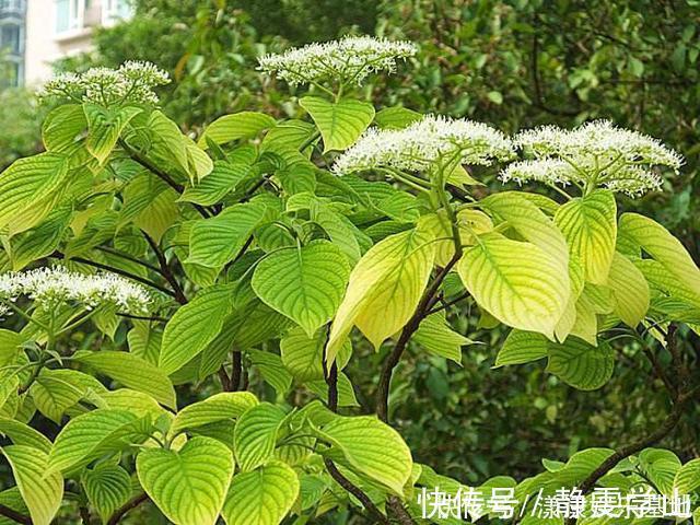 桂花树|4种树“自带体香”，家有小院养一棵，很好闻