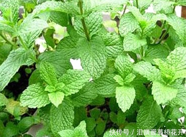 花香|夏季想要扦插薄荷,怎么养更旺盛4步让它疯长爆盆、花香四溢!