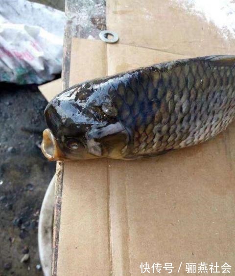 电鱼人有多可恨, 被电后的鱼经历了什么, 让人愤怒