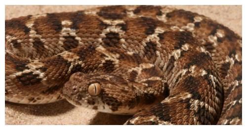 4类蛇的决战，所有蛇战无出其右，让您快速看懂！