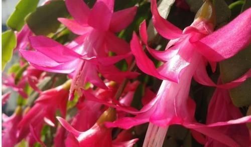 花友们|4种花埋土里就活,越旺开花越多,花开满盆,阳台开成小花园!