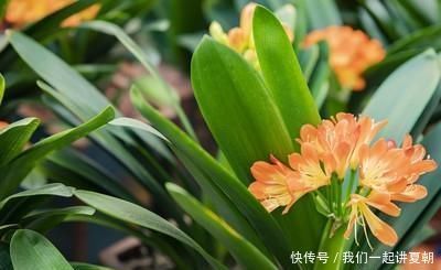 为什么我养的君子兰叶片都是耷拉着的,而看别人养的都是直立着的,这跟品种有关吗?