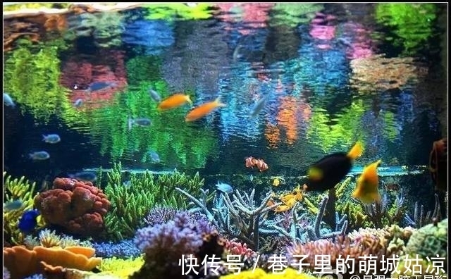 王昱珩|被《人民日报》表扬,1000万姑娘都想嫁,他将家变成热带雨林