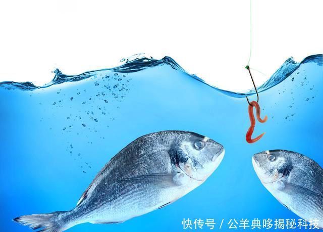 学习|垂钓干货浮漂“翩翩起舞”怎么办,学习这几招,轻松应对杂鱼闹