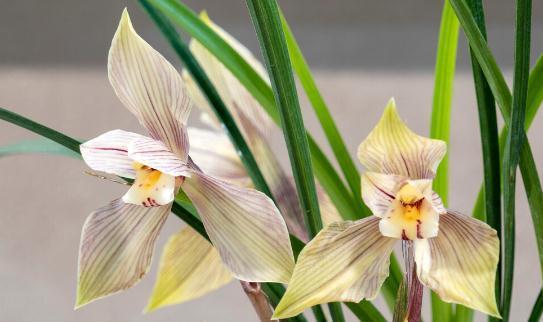 养这7种花,预算够就买好的,预算不够干脆别买