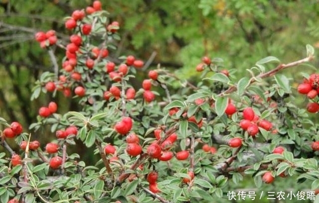 没钱买花，野外去挖，插个枝就活，一年变昂贵的盆景，挂满红果果