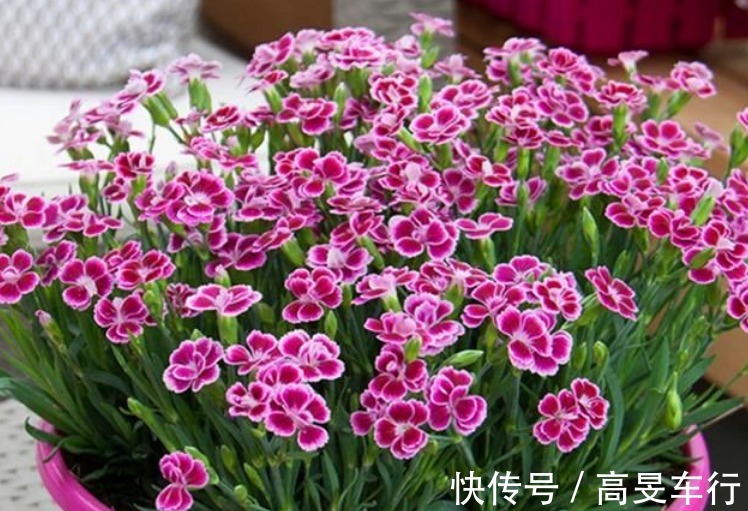 养花就养3种花,家里养一盆,开花漂亮财运来,一养就上瘾