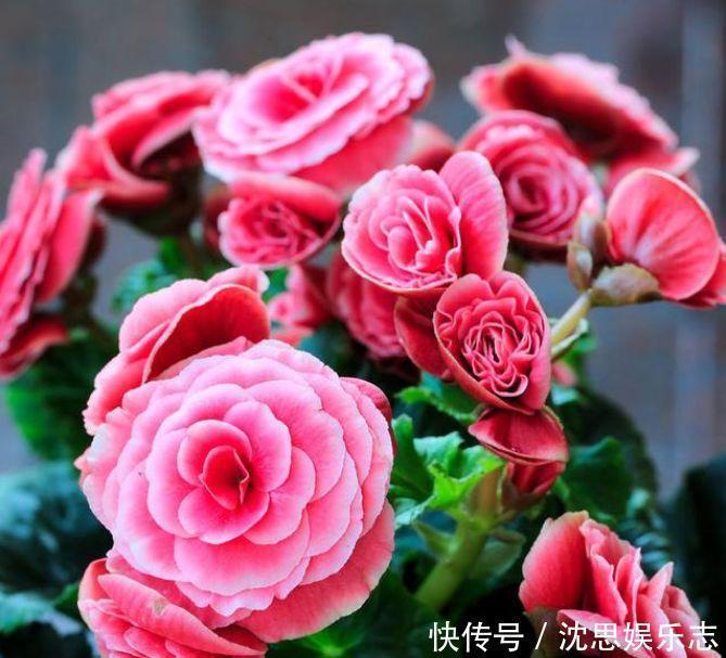 种花|家里养上4种花，开花一簇簇，花期长、花量大，家里变花园！