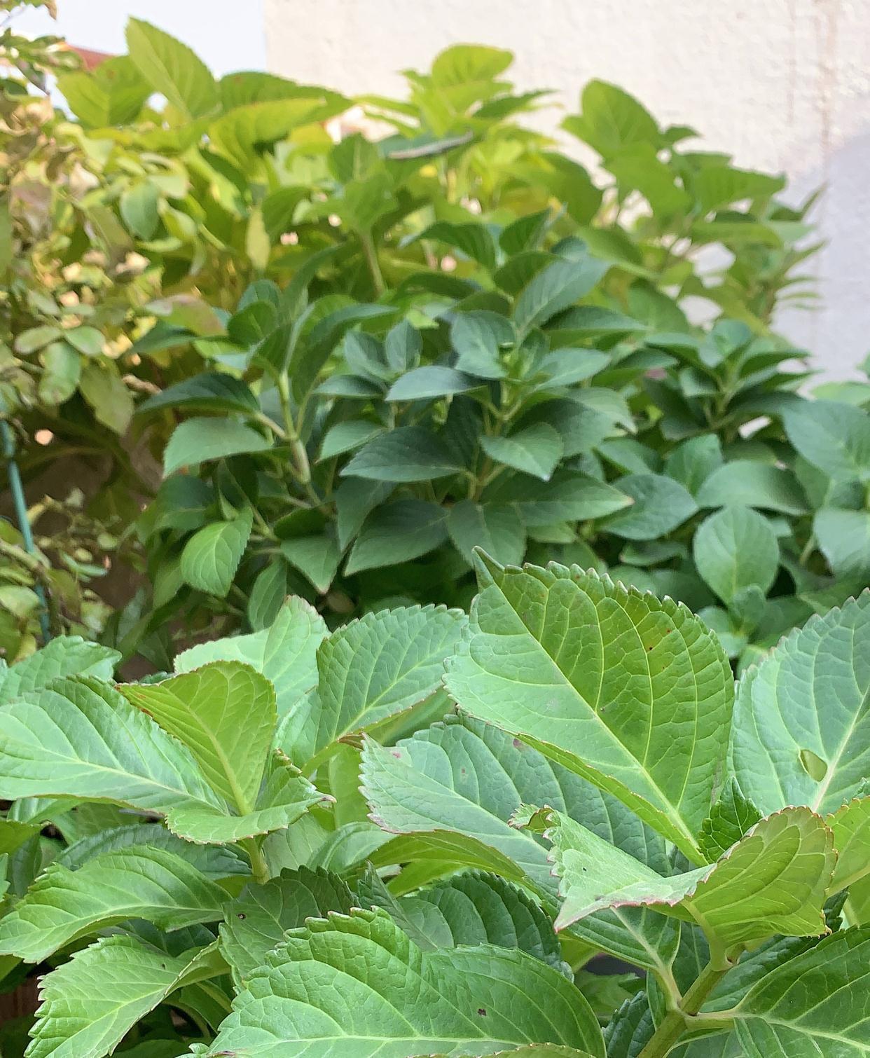 绣球的过冬准备，做好2点，来年发芽更多、开花更多、旺盛惊艳