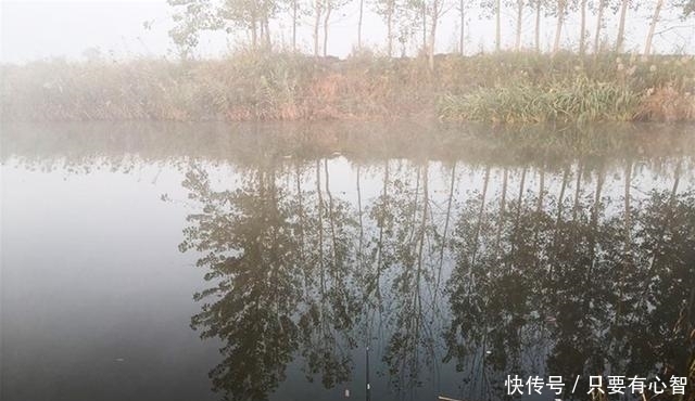 鱼星四起,鱼却不咬钩,着急解决不了问题,搞懂诱因方能化解