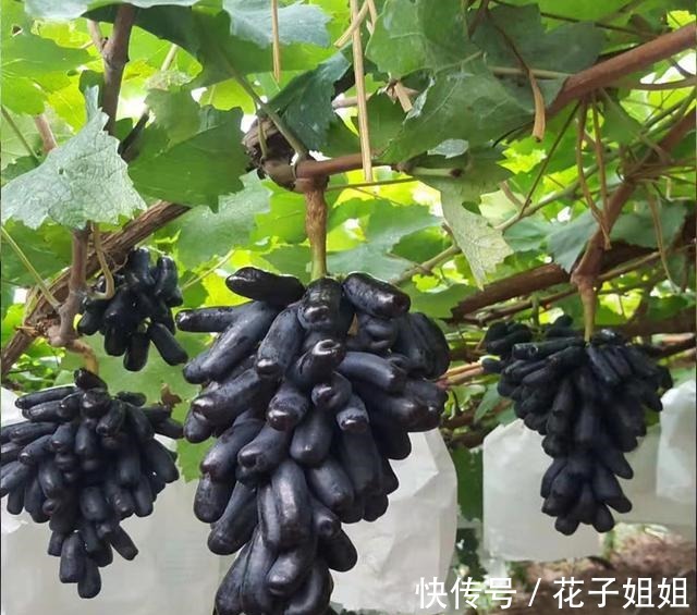 有院子的朋友，不要错过这种果树，不怕旱不怕晒，好吃还好看！