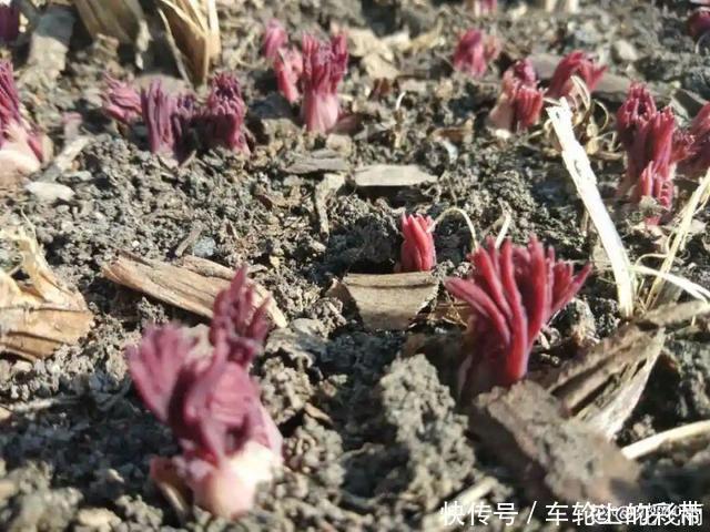 吊兰长满小金鱼,养上5年,越养越上瘾!