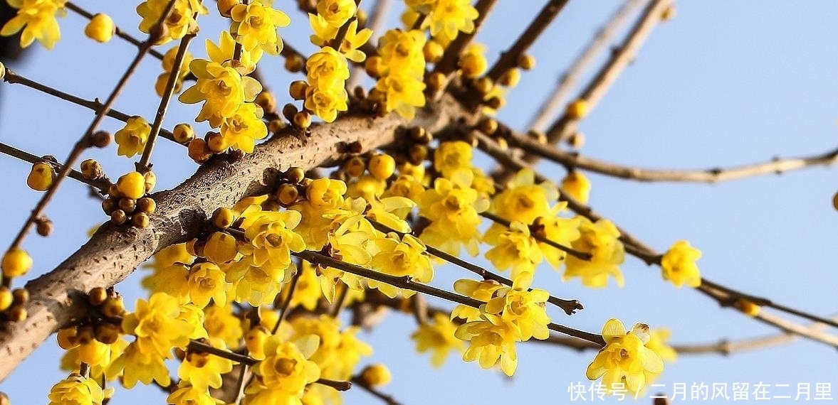 梅花结的果子是青梅吗
