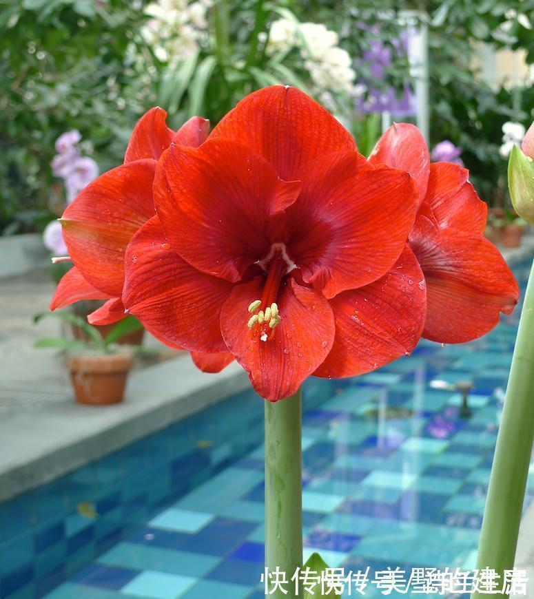 花色|都是朱顶红,洋朱顶红与土朱顶红有何区别?看准这几点不怕认错了