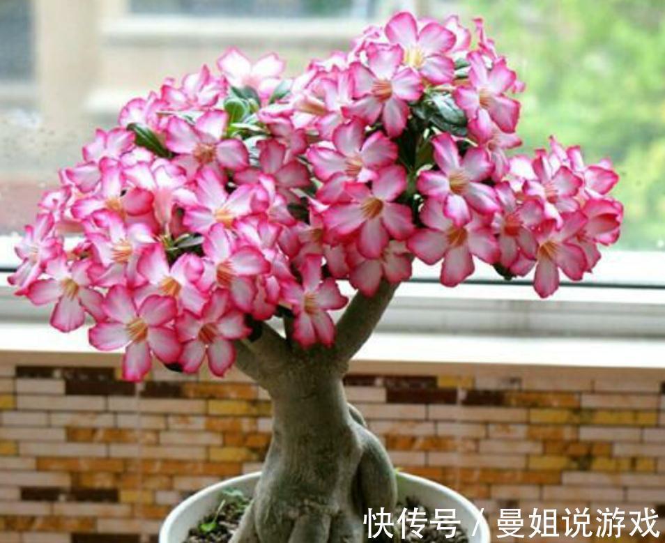 这四种植物适合小盆浅栽,少浇水,才能根系健壮,养得久