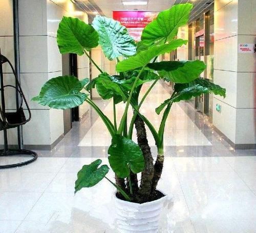 家里|5种多肉有点毒,养在家里不安全,家里有孩子,赶快扔出去