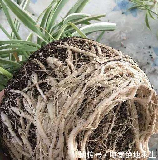 把它埋在花盆里,吊兰疯长成瀑布,花盆都能撑破