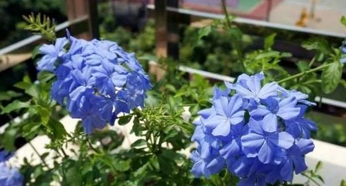 家里一定要养盆它，开完一茬接一茬，养100盆都不嫌多