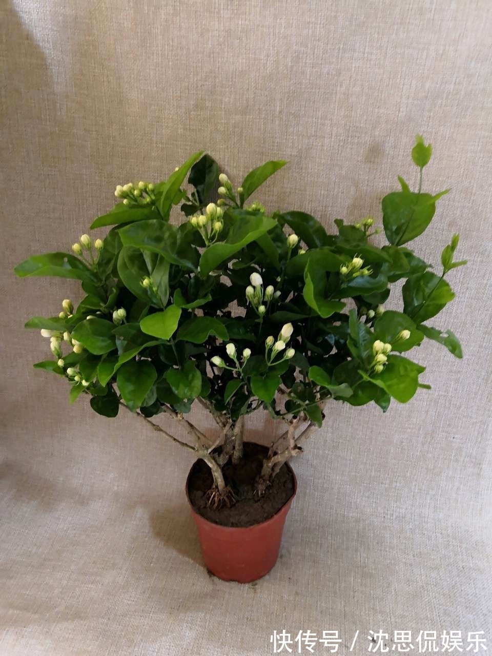 盆栽|茉莉花养成“老桩”，1次开花上百朵，满园花香，技巧有4个